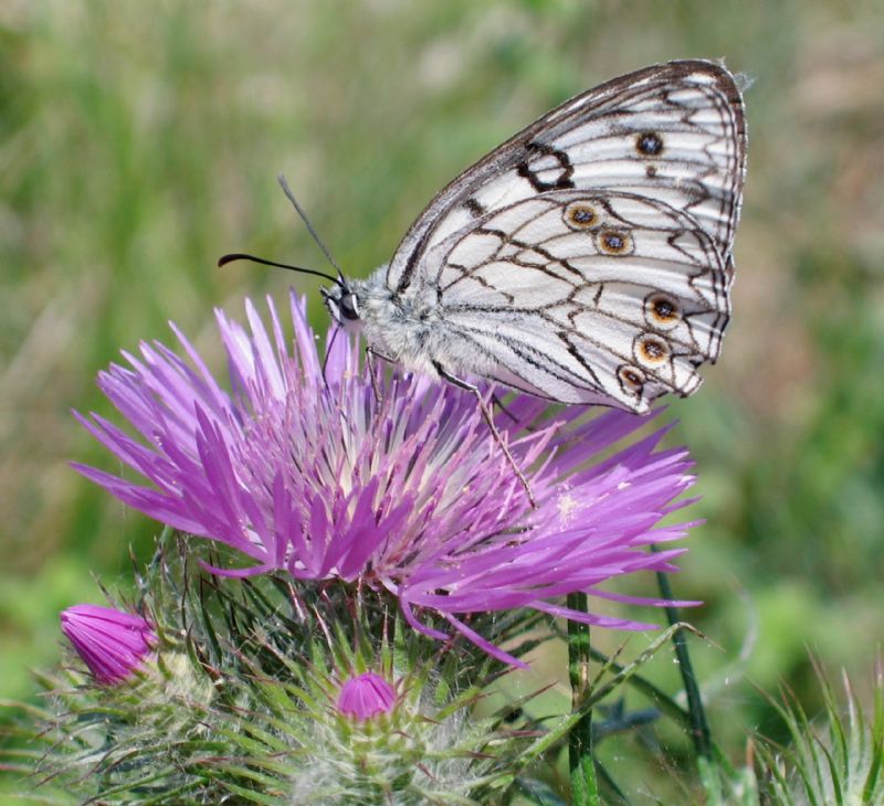 Melanargia arge e galathea